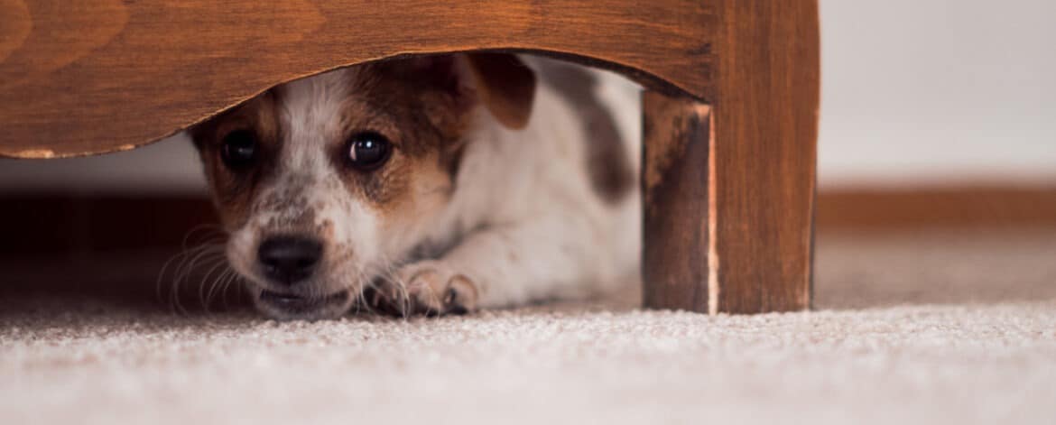 Hund unter dem Tisch